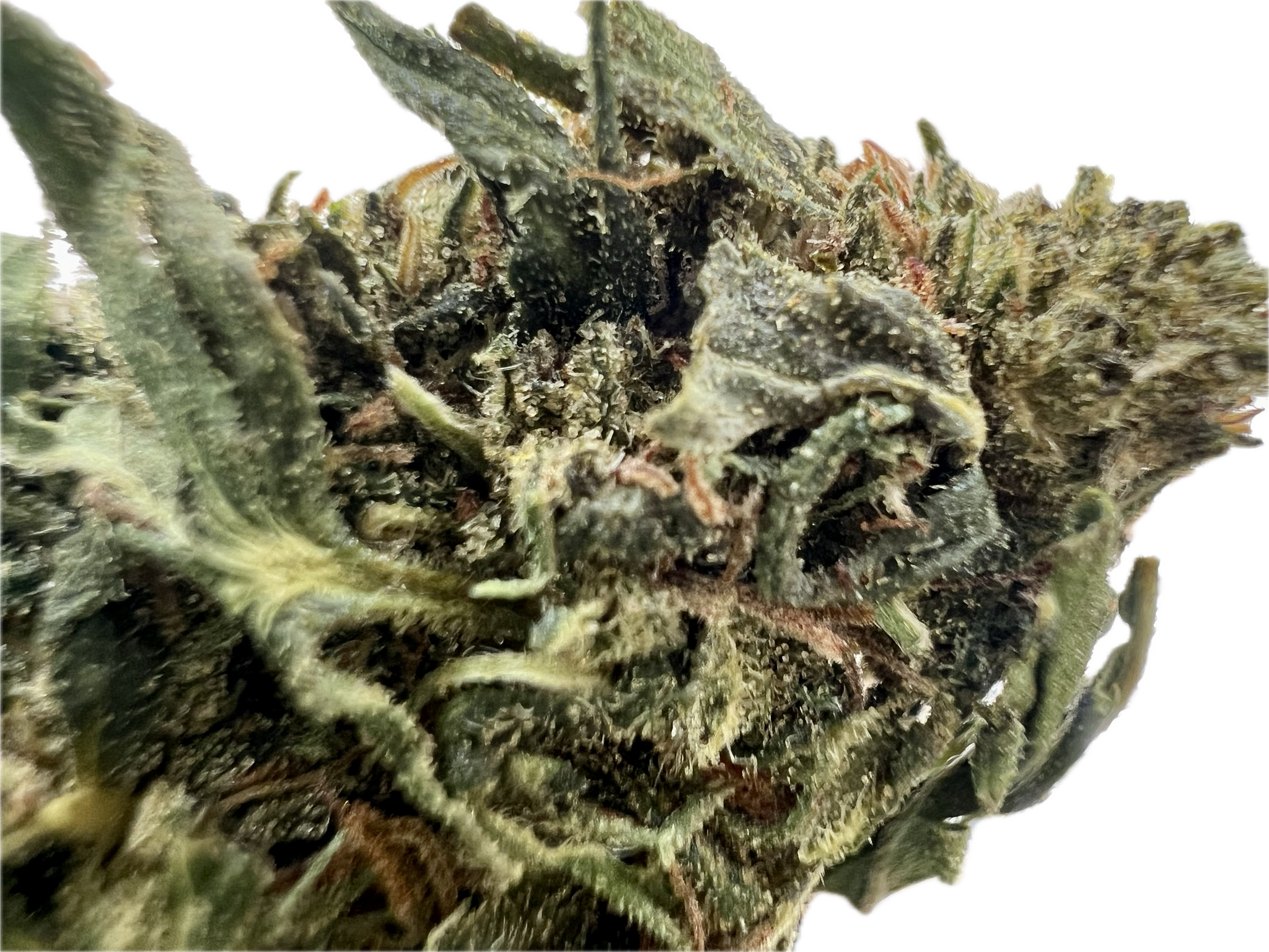 Ripkitty Forbidden V CBD Hemp Flowers