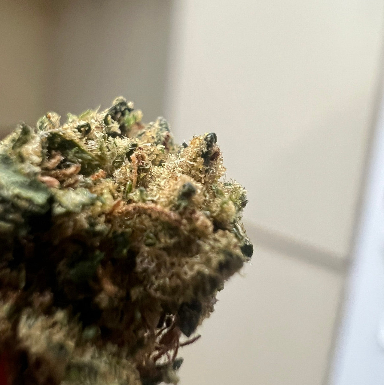 Ripkitty Premium Lemon Haze CBD Flowers