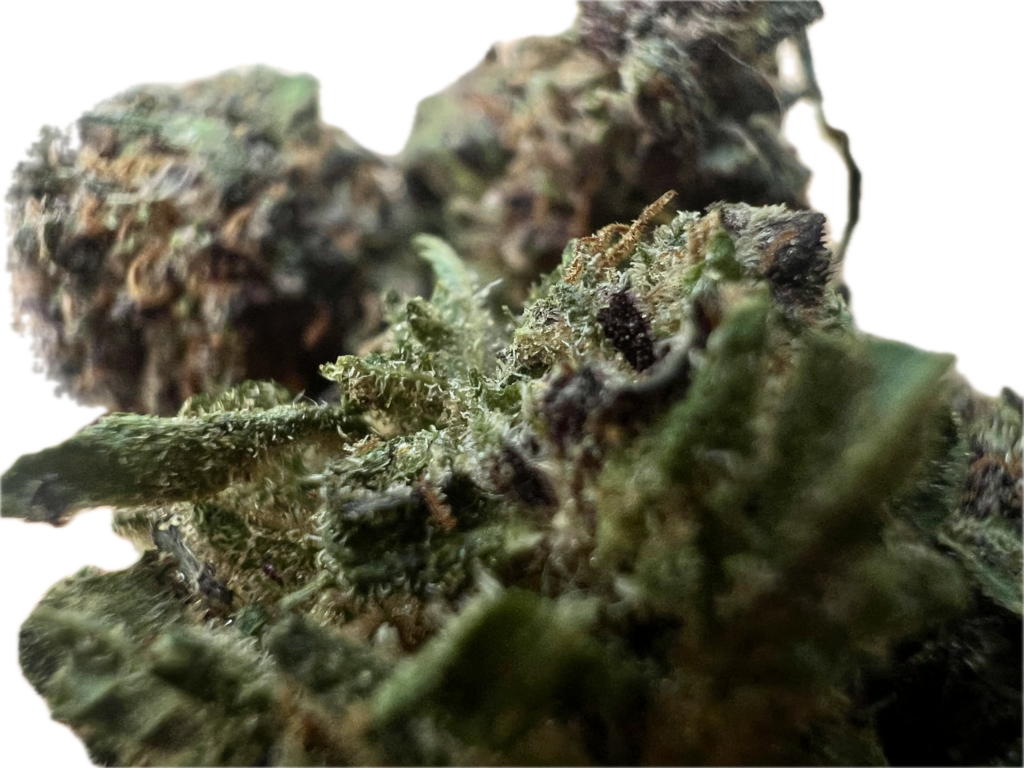 Ripkitty Legendary Platinum OG CBD Hemp Flowers