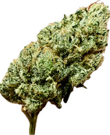 Ripkitty Indoor Big Apple Jack CBD Hemp Flowers